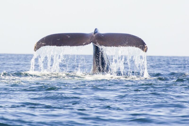 Oahu: Waikiki Eco-Friendly Afternoon Whale Watching Trip - Why This Tour Offers Good Value