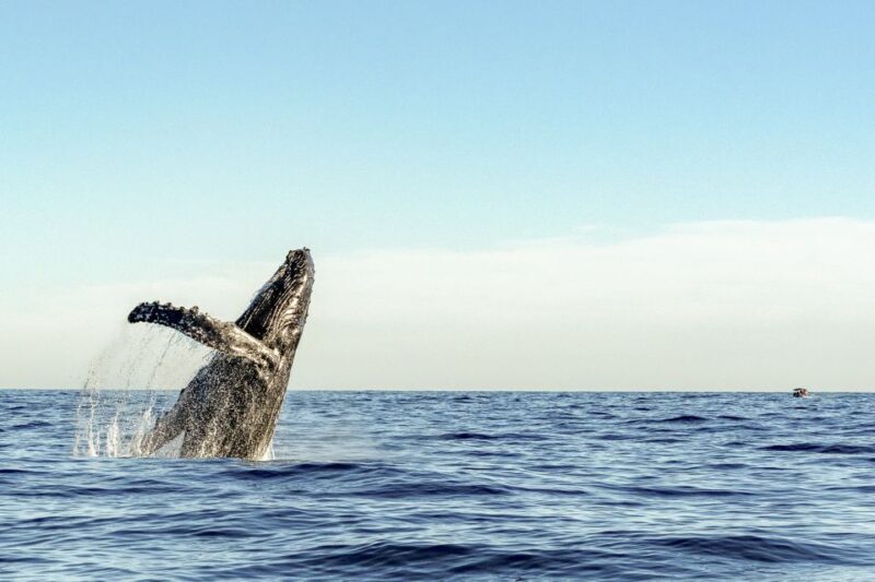 Oahu: Waikiki Eco-Friendly Afternoon Whale Watching Trip - Who Should Book This Tour?