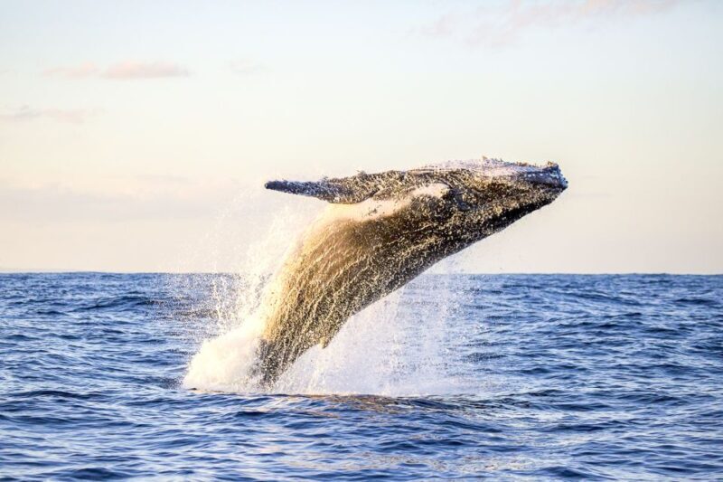 Oahu: Waikiki Eco-Friendly Morning Whale Watching Cruise - Wrapping It Up
