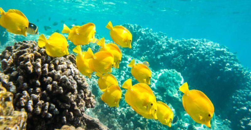 Oahu: Waikiki Turtle Snorkel Sail - A Closer Look at This Waikiki Marine Adventure