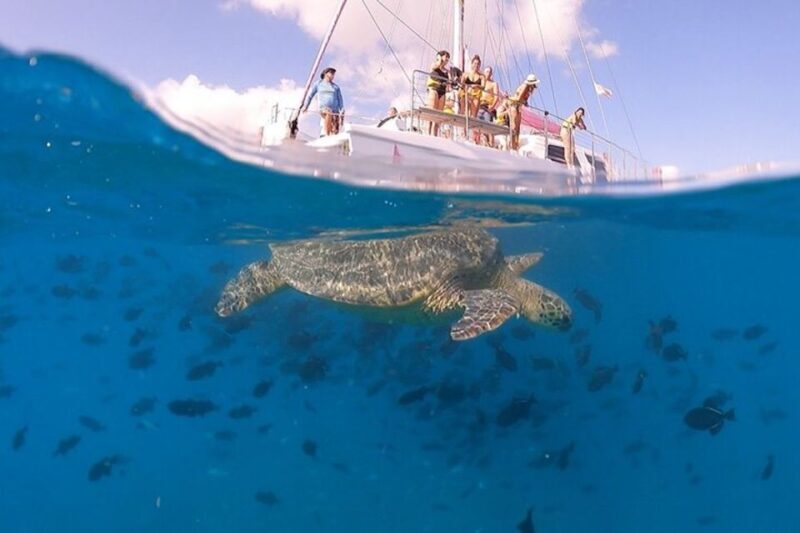 Oahu: Waikiki Turtle Snorkeling Adventure Cruise - An Honest Look at the Waikiki Turtle Snorkeling Adventure Cruise
