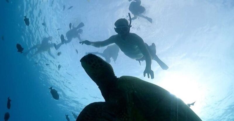 Oahu: Waikiki Turtle Snorkeling Adventure Cruise - Practical Details & Tips