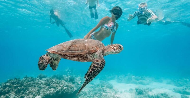 Oahu: Waikiki Turtle Snorkeling Adventure - Frequently Asked Questions (FAQs)