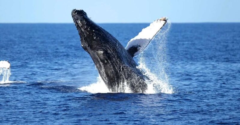 Oahu: Waikiki Whale Watching Cruise - The Experience in Detail
