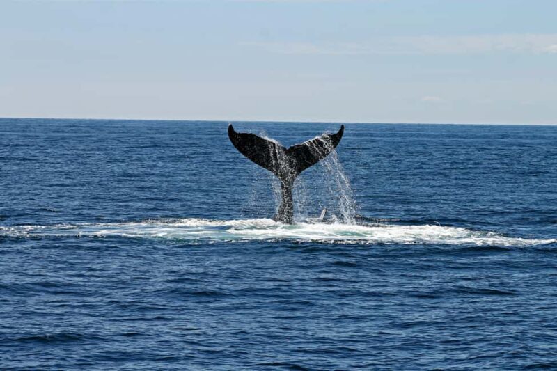 Oahu: Waikiki Whale Watching Cruise - Frequently Asked Questions