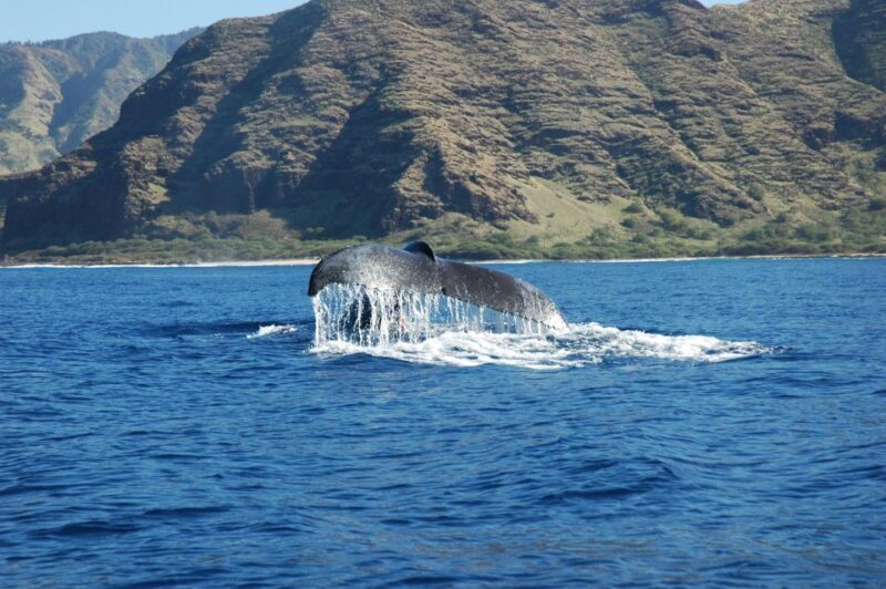 Oahu: Waikiki Whale Watching Tour-Donut and Coffee Included - A Close Encounter with Humpback Whales in Style and Culture