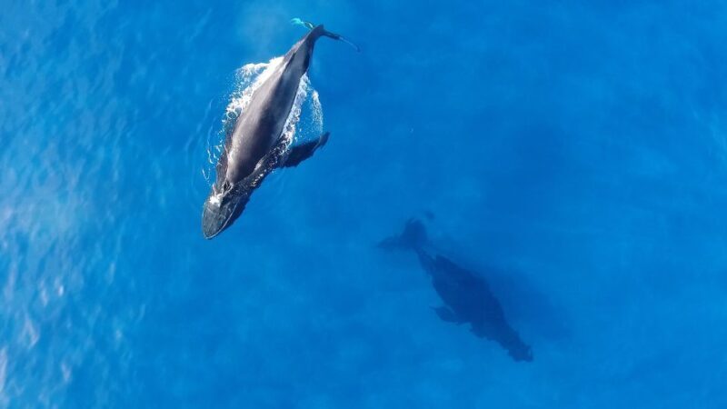 Oahu: Waikiki Whale Watching Tour-Donut and Coffee Included - What’s Included and How It Adds Value