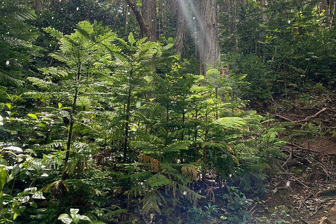 Oahu Waterfall Hike-Garden-Beach Road Trip, Waikiki to Lanikai - Frequently Asked Questions (FAQs)