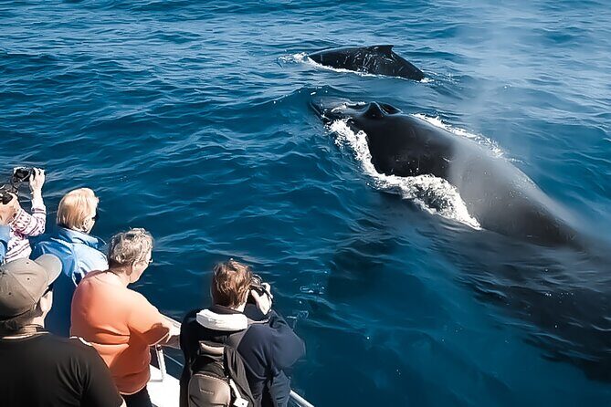 Oahu Whale Watch Tour & Waikiki Sunset Boat Tour - An In-Depth Look at the Oahu Whale Watch & Waikiki Sunset Boat Tour