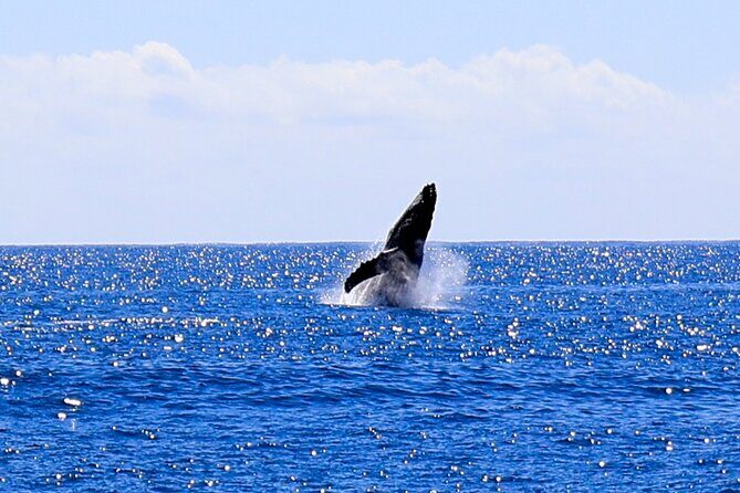 Oahu Whale Watch Tour & Waikiki Sunset Boat Tour - FAQ