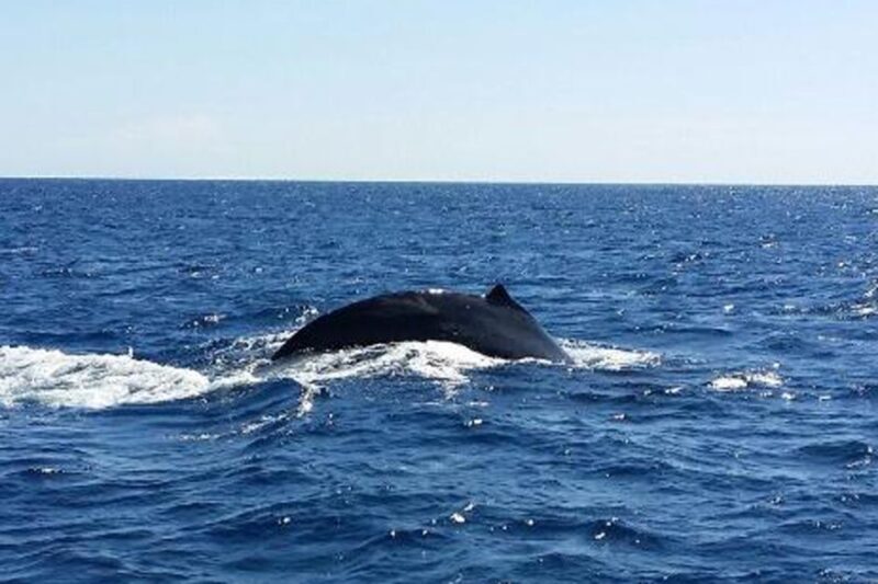 Oahu: Whale Watching Afternoon Sailing Cruise - Price and Value