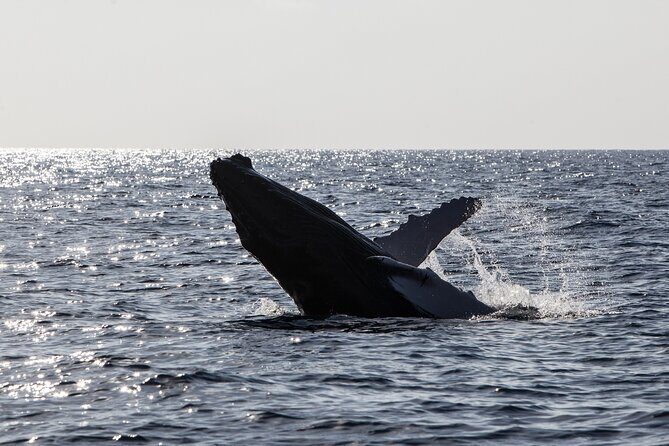 Oahu Whale Watching Catamaran Sail Experience - Key Points