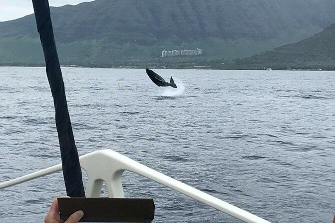 Oahu Whale Watching Excursion - Key Points
