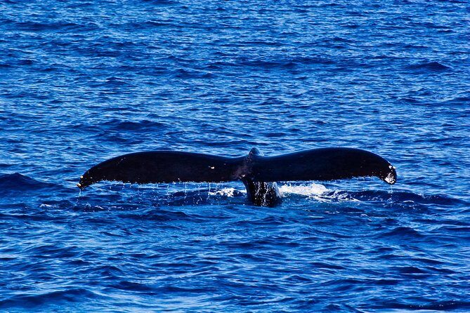 Oahu Whale Watching Excursion - Final Thoughts: Who Is It Best For?
