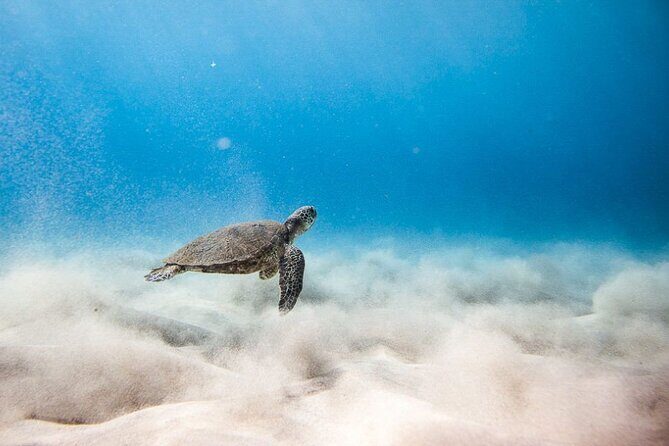 Oahu's Cheapest Circle Island Tour - Oahu’s Cheapest Circle Island Tour: An Honest Look