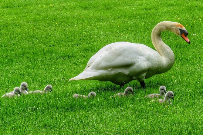 Oakfield Park Day Pass and Train Ride - Who Should Consider Visiting Oakfield Park?