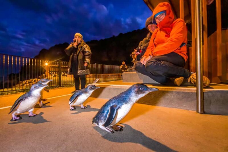 Oamaru: Penguins Evening Viewing Ticket - Key Points