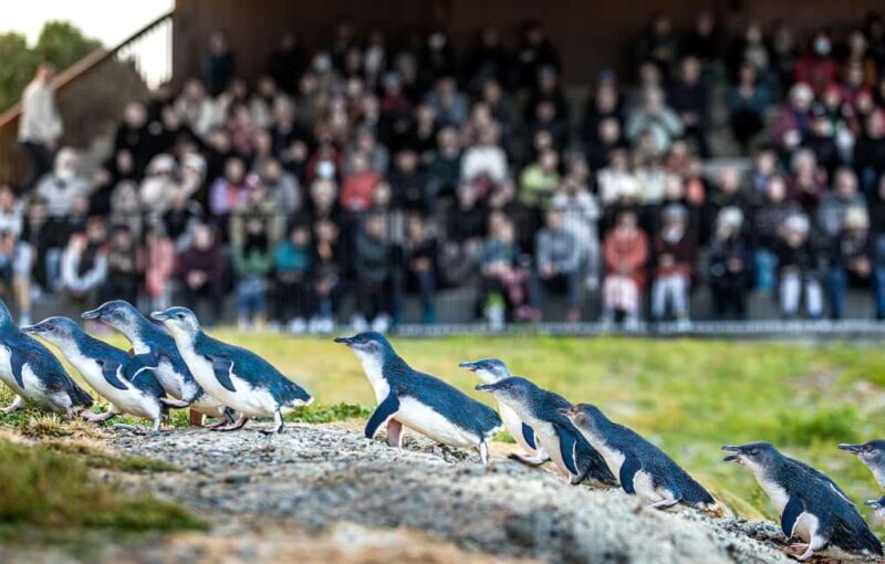 Oamaru: Penguins Evening Viewing Ticket - A Detailed Look at the Oamaru Penguins Evening Viewing Experience