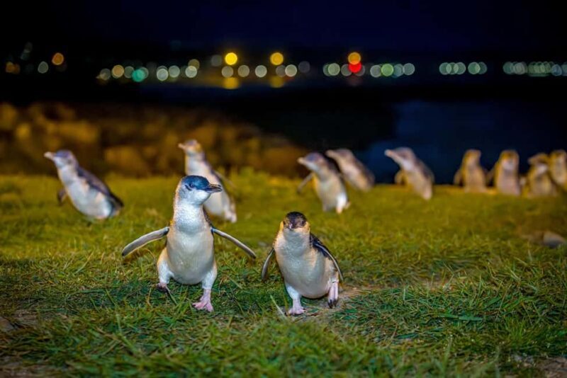 Oamaru: Penguins Evening Viewing Ticket - Final Thoughts: Is It Worth It?