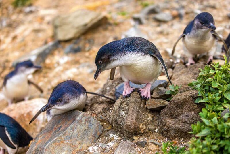 Oamaru: Penguins Evening Viewing Ticket - Frequently Asked Questions