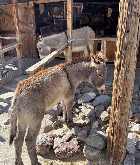 Oatman / RT66 3 in 1 Combo Tour - The Practical Side: Transportation, Timing, and Group Size