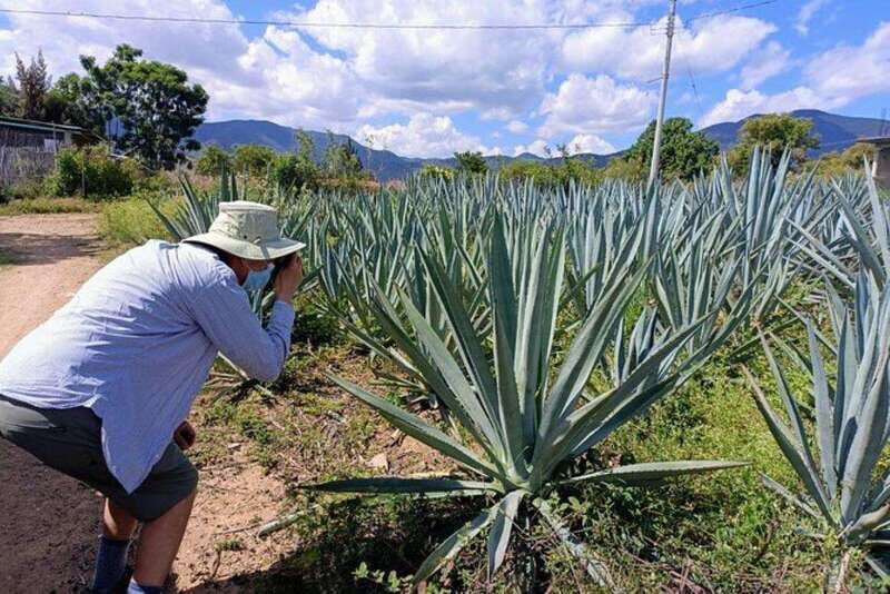 Oaxaca: Ancestral Mezcal Experience - The Sum Up