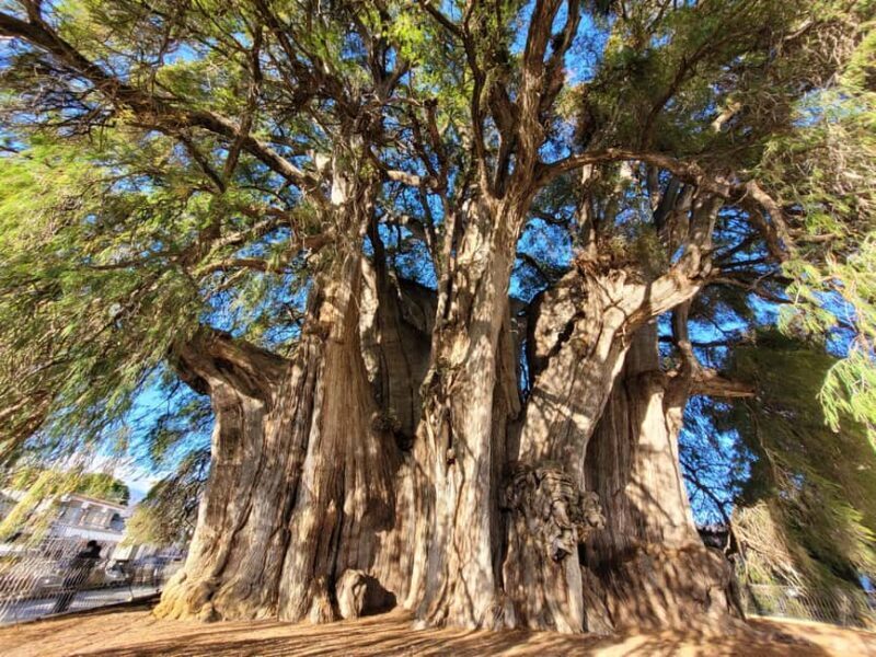 Oaxaca: Guided Bike Tour to the Largest Tree in the World - An Authentic Ride Through Oaxaca’s Countryside