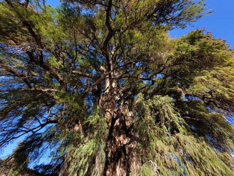 Oaxaca: Guided Bike Tour to the Largest Tree in the World - Final Thoughts: Who Will Love This Experience?