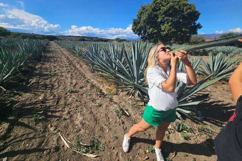 Oaxaca: Hierve el Agua, Mezcal Distillery, and Lunch Tour - The Sum Up