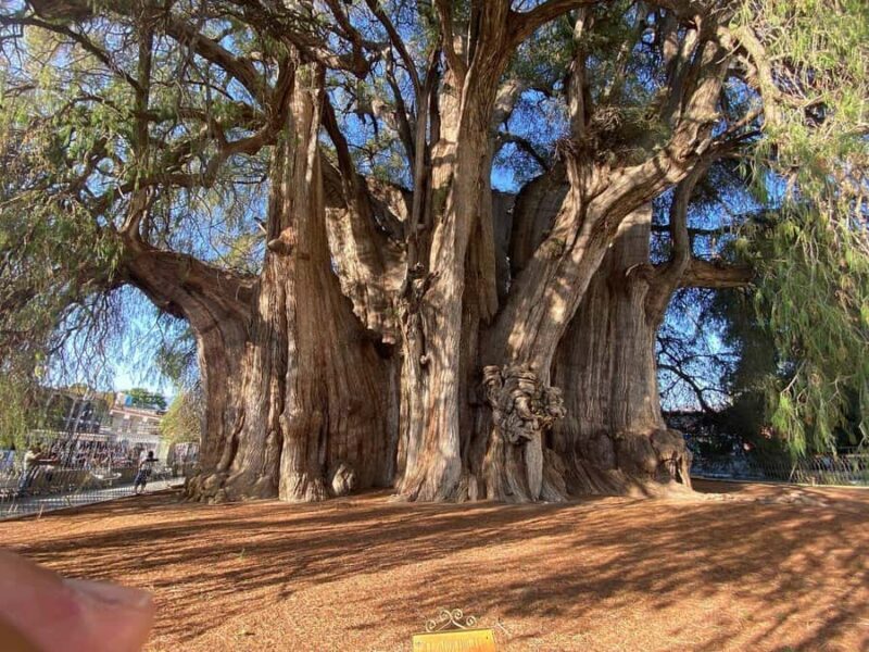 Oaxaca Hierve el Agua, Mitla, Árbol del Tule & Mezcal All-Inclusive - Key Points