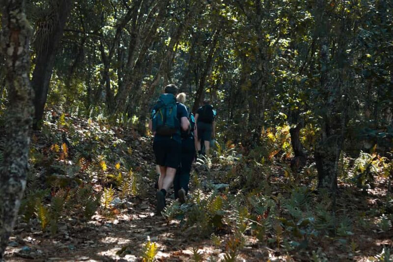 Oaxaca: Hiking Tour In the Sierra Norte With Lunch - Exploring Oaxaca’s Sierra Norte: An In-Depth Look