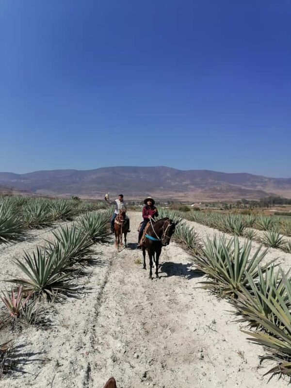 Oaxaca: Horseback Riding and Mezcal Tasting Tour - FAQ