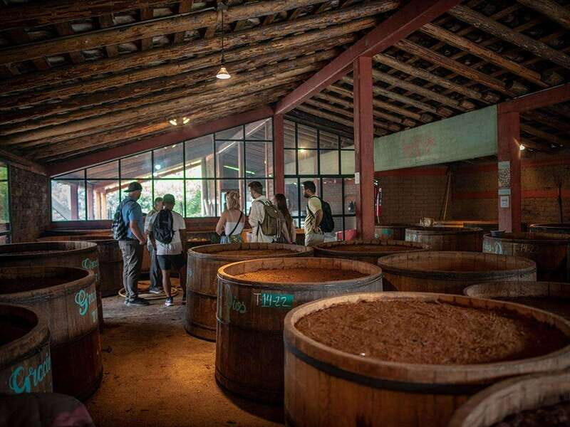 Oaxaca: Mezcal Distillery Tour with Tastings - Learning About Agave Cultivation and Pulque