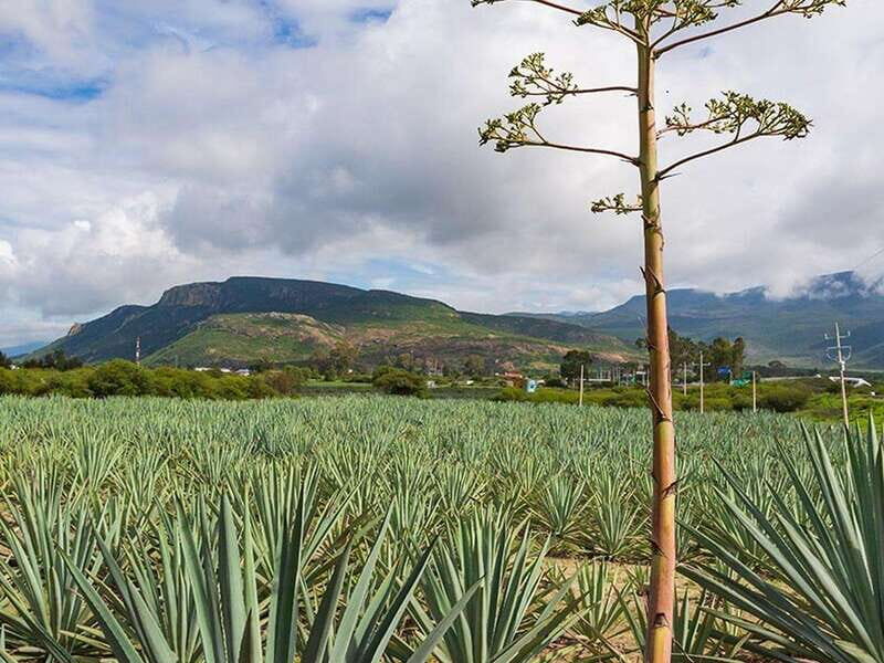 Oaxaca: Mezcal Distillery Tour with Tastings - Practical Details & Value