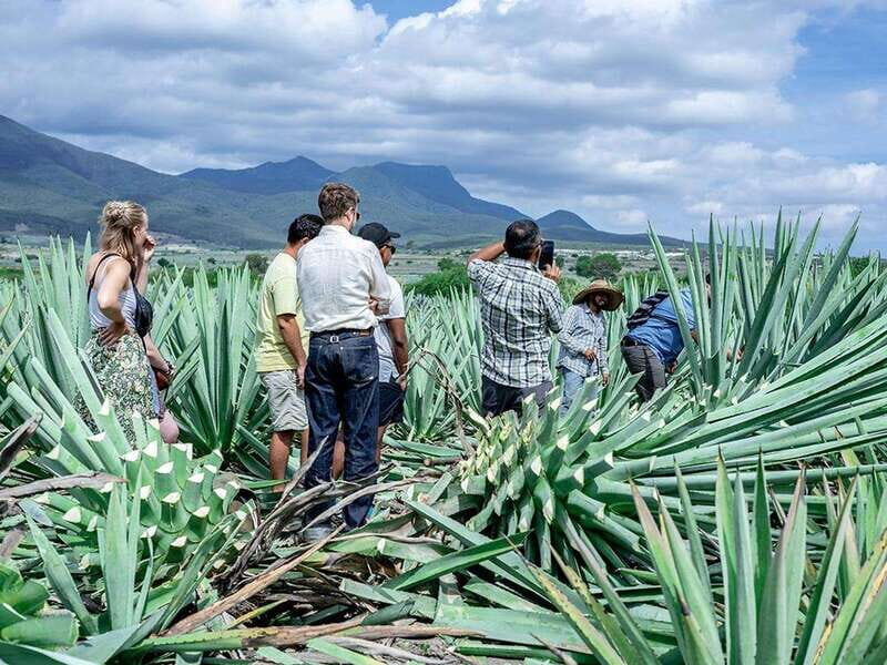 Oaxaca: Mezcal Distillery Tour with Tastings - Who Should Consider This Tour?
