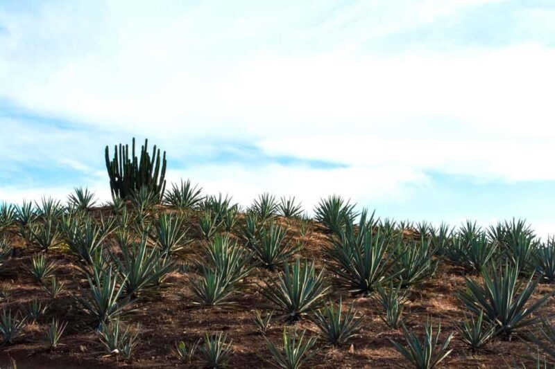 Oaxaca: Mezcal Tasting & Barrel Ride - Final Thoughts: Who Will Appreciate This Tour?