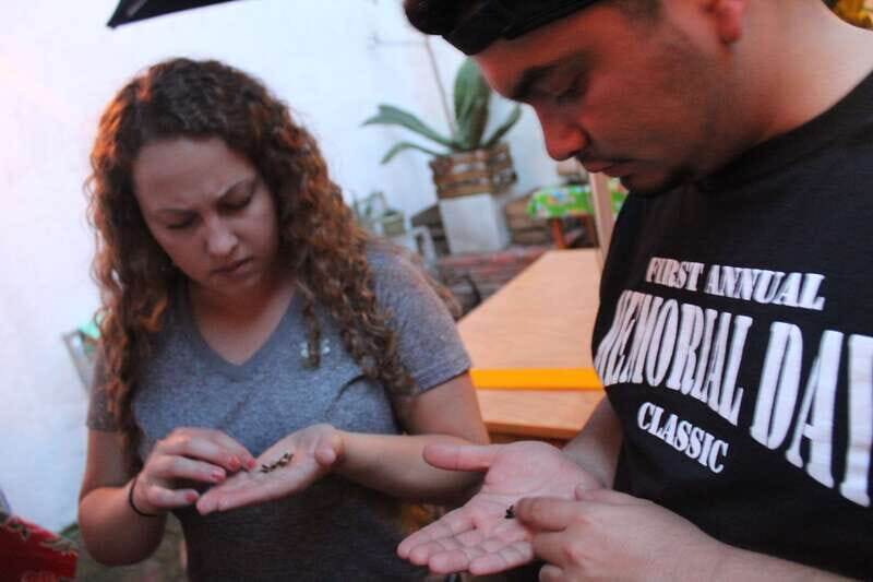 Oaxaca: Mezcal Tasting Session with Expert - The Sum Up