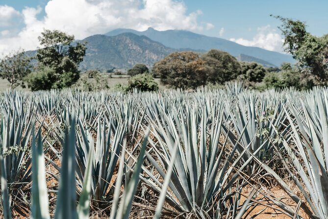 Oaxaca - Mezcalera Route with tasting - A Detailed Look at the Oaxaca - Mezcalera Route with Tasting