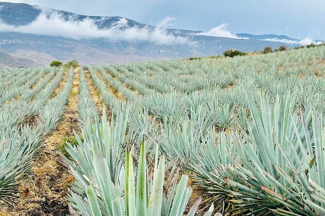 Oaxaca - Mezcalera Route with tasting - Frequently Asked Questions
