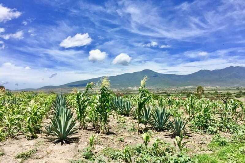 Oaxaca: Private Gastronomy and Culture Tour - Authenticity and Balance
