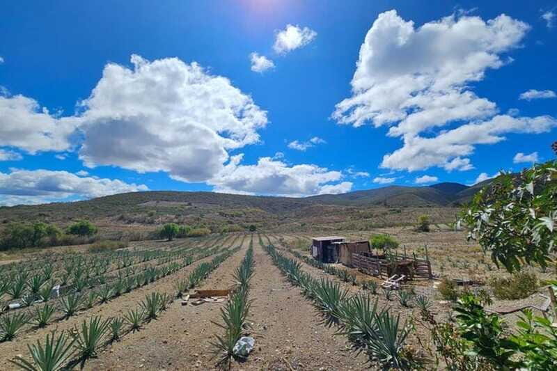 Oaxaca: Private Lunch in Maguey Fields with Mezcal Tasting - FAQ