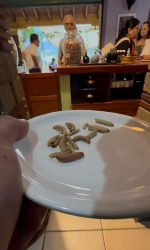 Oaxaca: Private tour to Monte Albán, El Tule Tree, and Teotitlán - The Oaxaca: Private tour to Monte Albán, El Tule Tree, and Teotitlán — A balanced blend of archaeology, tradition, and natural wonder