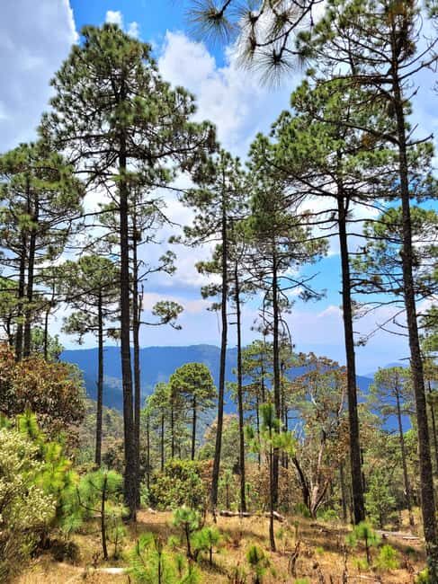 Oaxaca: Sierra Norte Ixtepeji Guided Hike & Lunch, Half-Day - Authenticity and Value