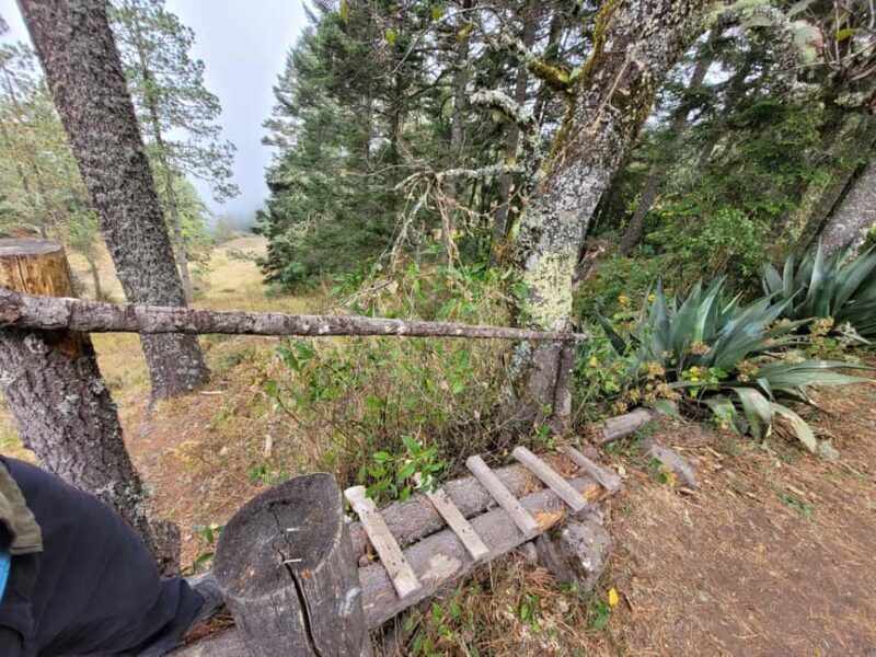 Oaxaca: Sierra Norte Ixtepeji Guided Hike & Lunch, Half-Day - What Reviewers Say