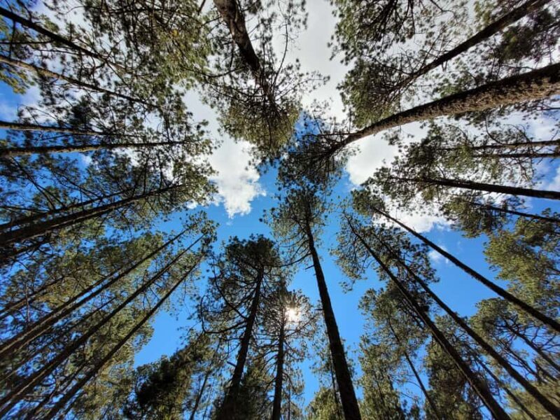 Oaxaca: Sierra Norte Ixtepeji Guided Hike & Lunch, Half-Day - Final Thoughts