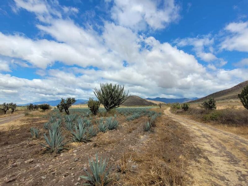 Oaxaca: Spicy MTB Trails & Spicier Tacos - Oaxaca: Spicy MTB Trails & Spicier Tacos