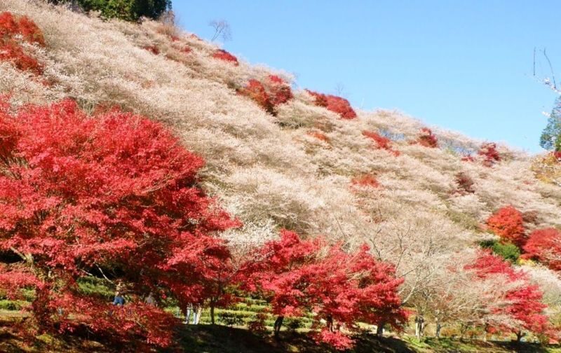 Obara Shikizakura and Korankei Light-up 1Day Bus Tour From Nagoya - At a glance: blossoms, foliage, and an evening stop