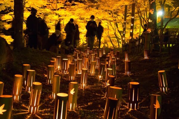 Obara Shikizakura and Korankei Light-up 1Day Bus Tour From Nagoya - What the bus schedule means for your day