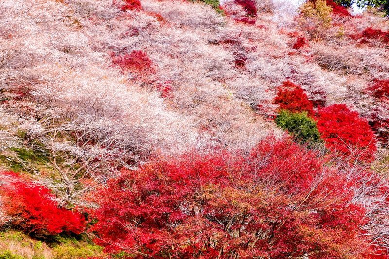 Obara Shikizakura and Korankei Light-up 1Day Bus Tour From Nagoya - Is the price good value?