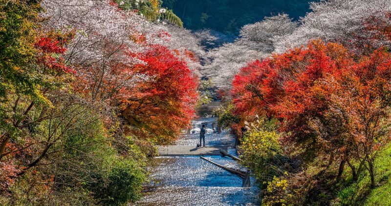 Obara Shikizakura and Korankei Light-up 1Day Bus Tour From Nagoya - Who will appreciate this outing most